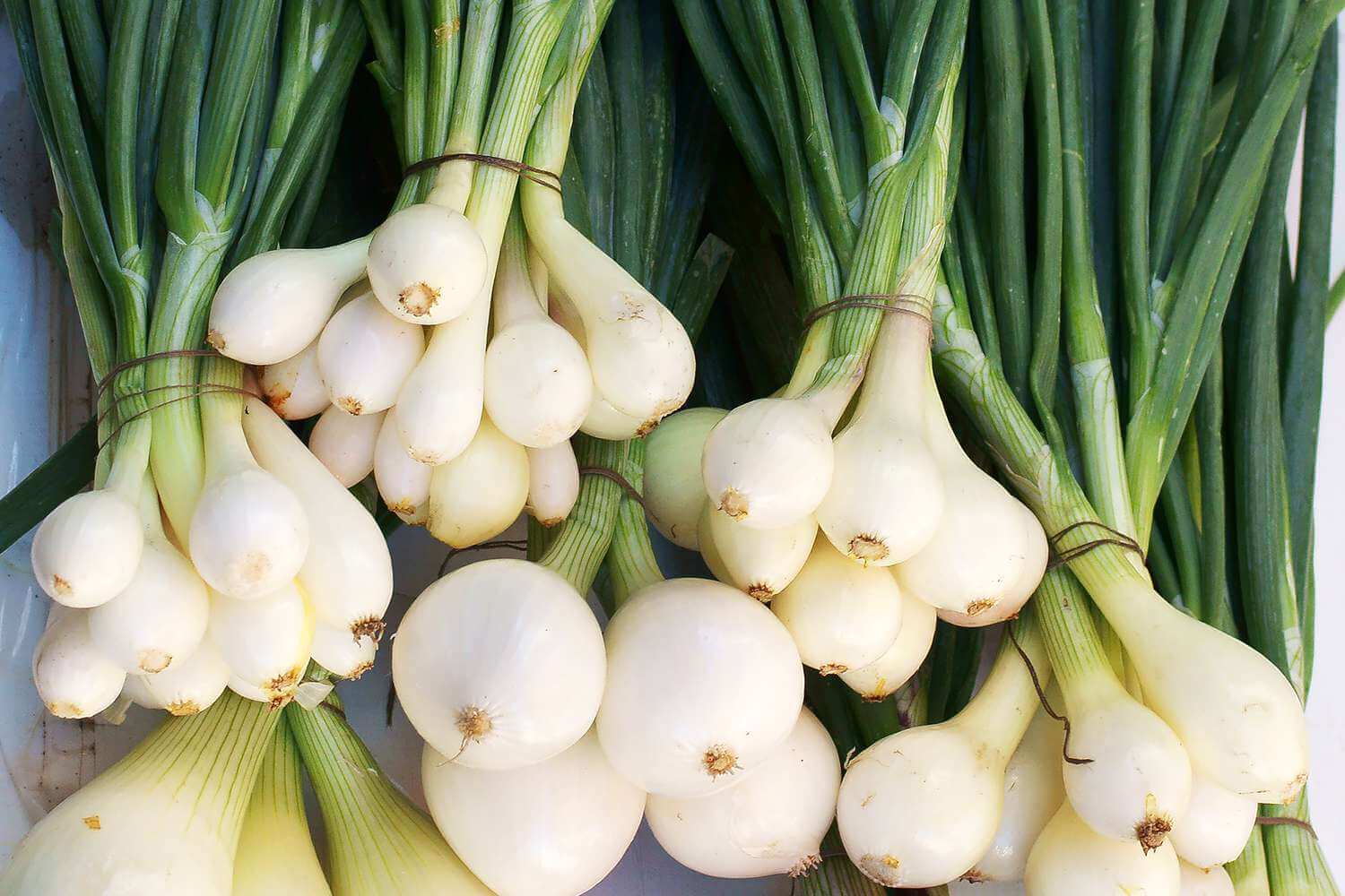 How Much Should You Know About Green Onions?