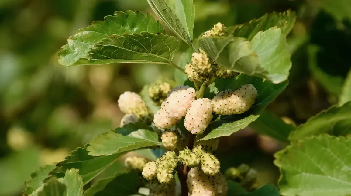 The White Mulberry Health Benefits